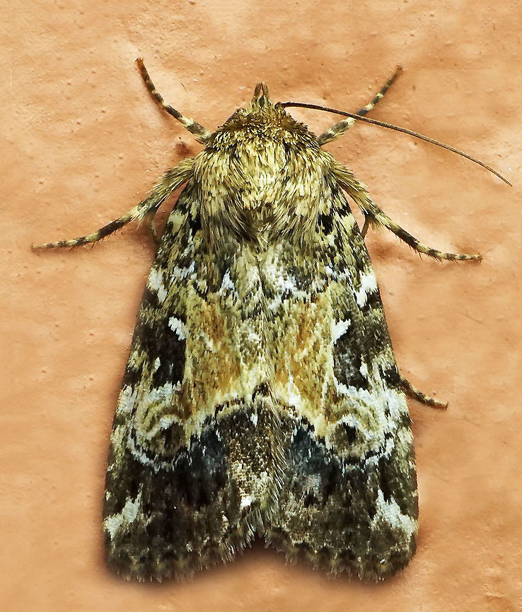 #552 Dapa, Valle Del Cauca, 2100m