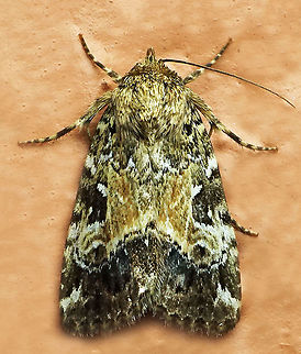 #552 Dapa, Valle Del Cauca, 2100m