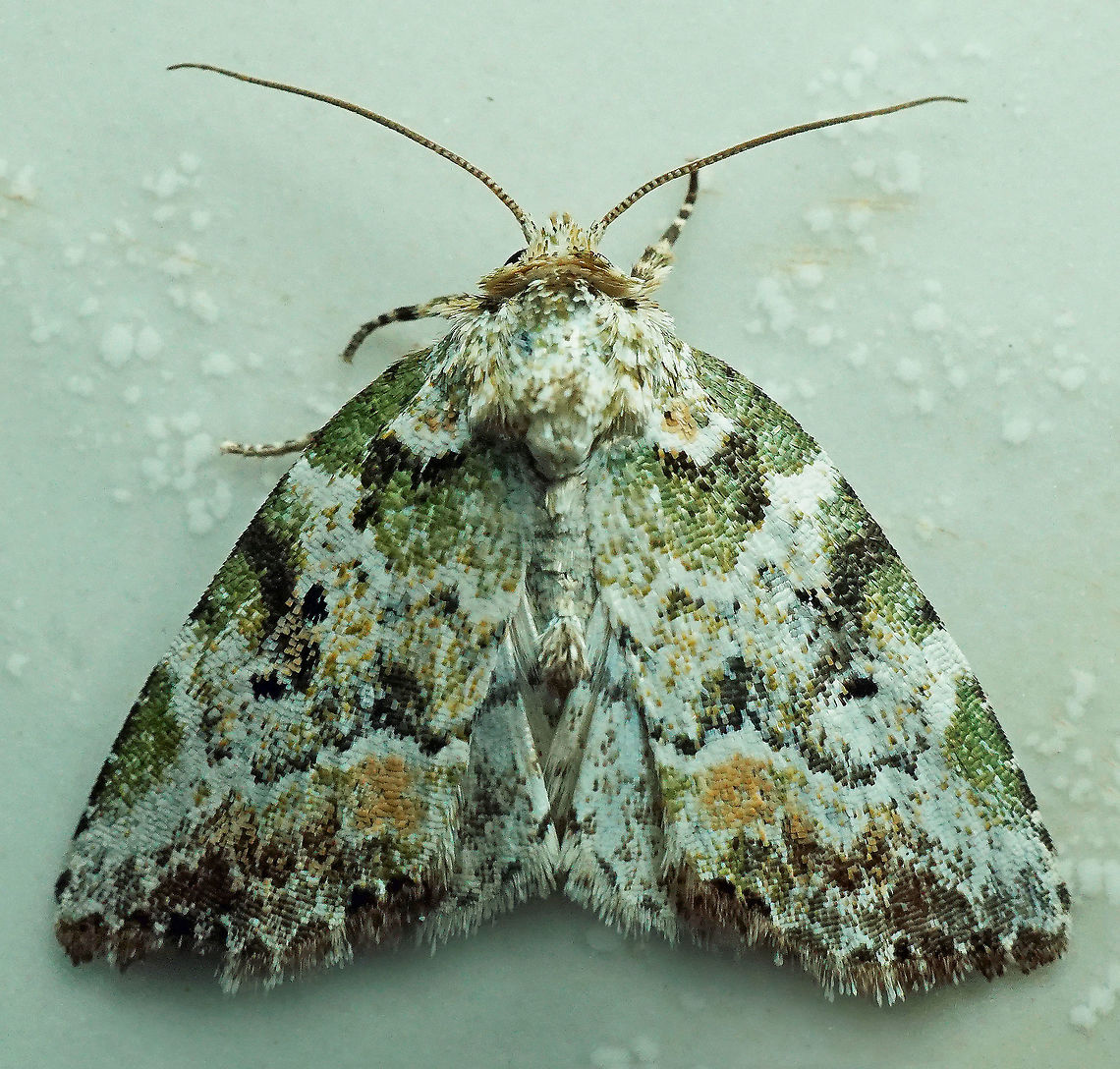 Chytonix elegans Dapa, Valle Del Cauca, 2100m Chytonix elegans