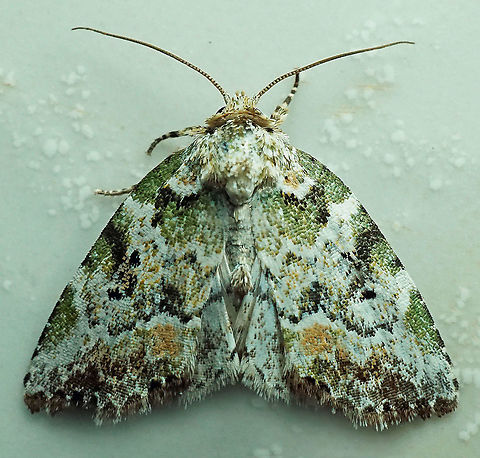Chytonix elegans Dapa, Valle Del Cauca, 2100m Chytonix elegans