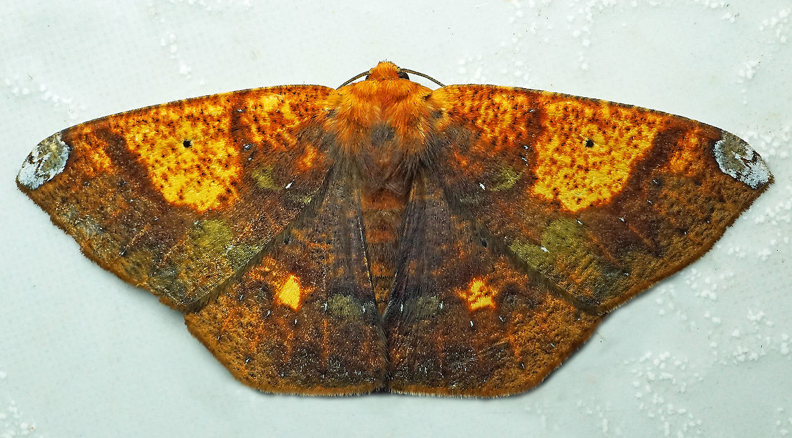 Acrosemia vulpecularia Dapa, Valle Del Cauca, 2100m Acrosemia vulpecularia,Scorched Beauty