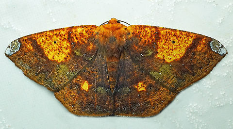 Acrosemia vulpecularia Dapa, Valle Del Cauca, 2100m Acrosemia vulpecularia,Scorched Beauty
