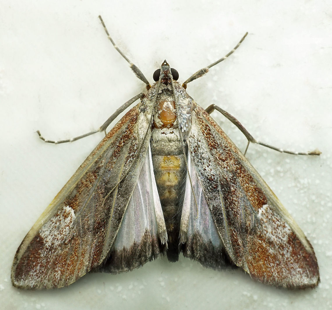 #548 Dapa, Valle Del Cauca, 2100m