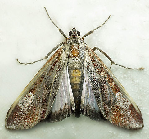 #548 Dapa, Valle Del Cauca, 2100m