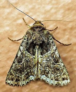 Heterochroma sp. Dapa, Valle Del Cauca, 2100m
