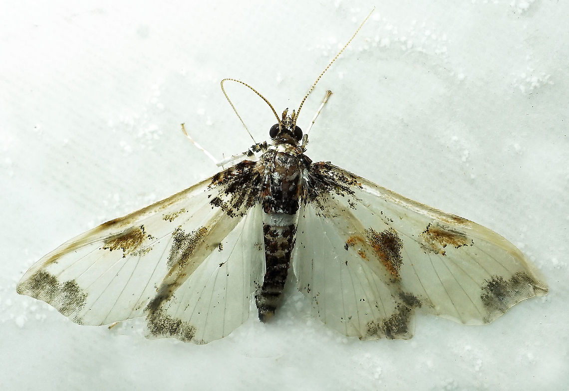 Palpita sp. Dapa, Valle Del Cauca, 2100m
