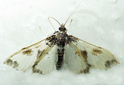 Palpita sp. Dapa, Valle Del Cauca, 2100m