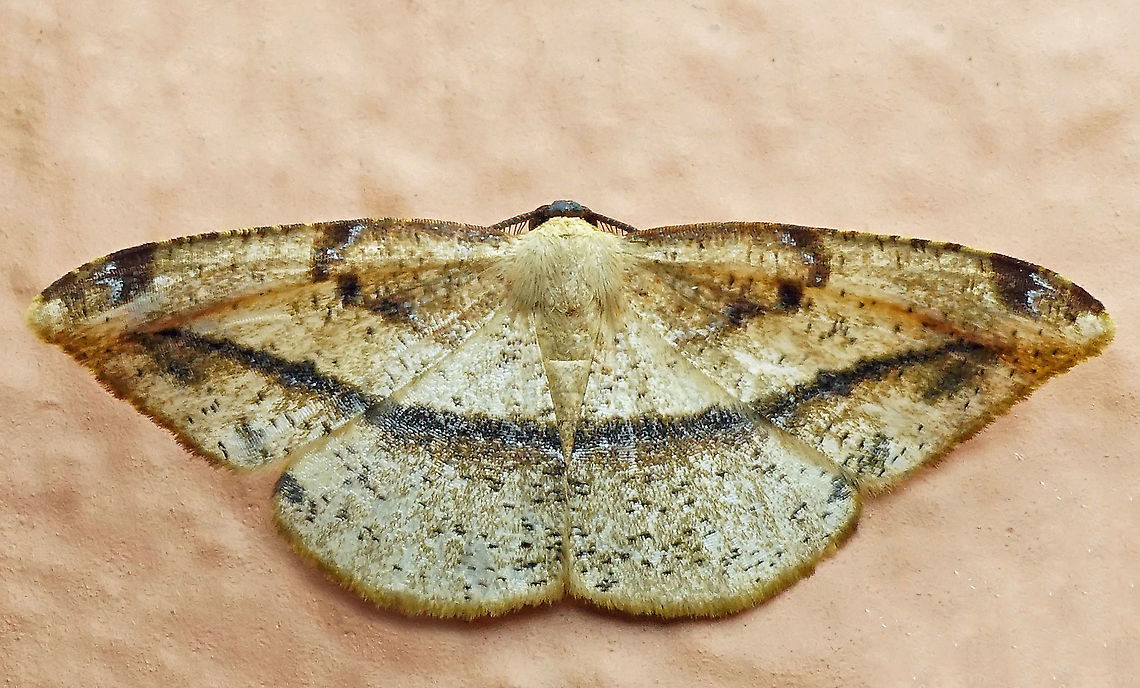 #550 Dapa, Valle Del Cauca, 2100m