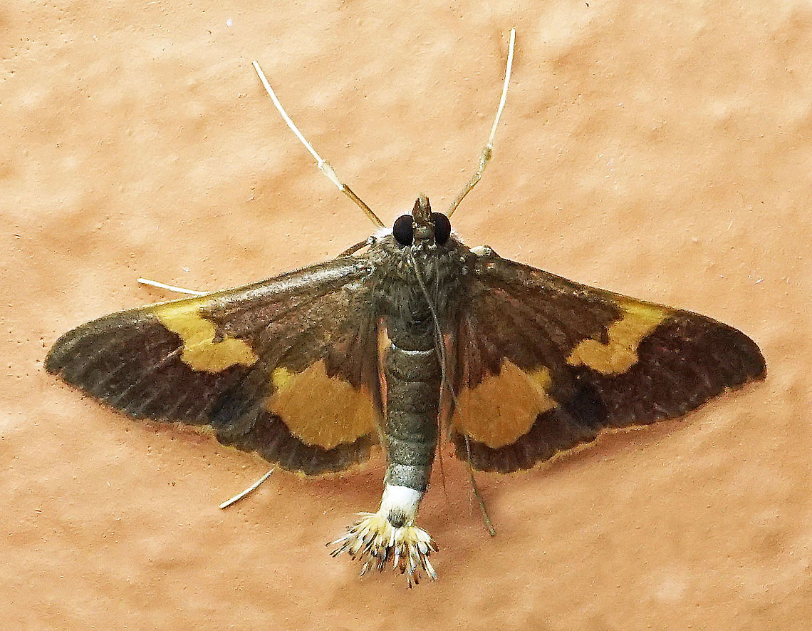 Diaphania nitidalis Dapa, Valle Del Cauca, 2100m Diaphania nitidalis,Pickleworm