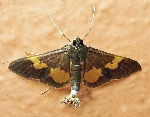 Diaphania nitidalis Dapa, Valle Del Cauca, 2100m Diaphania nitidalis,Pickleworm