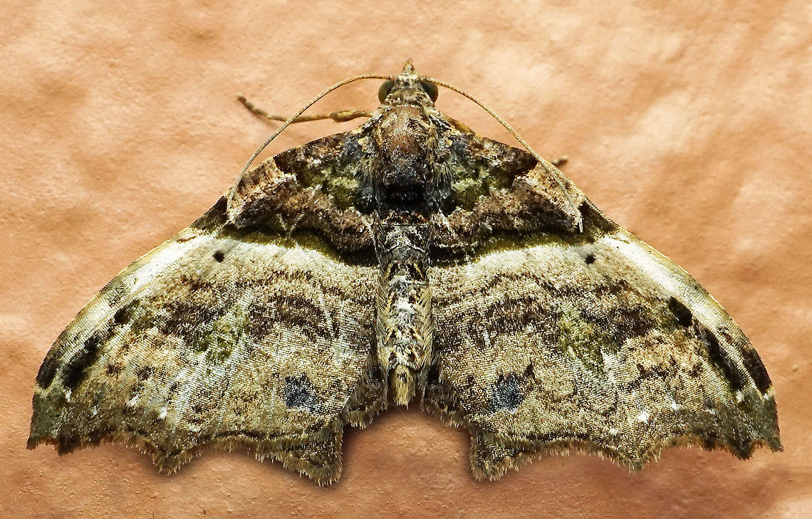 #551 Dapa, Valle Del Cauca, 2100m