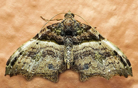 #551 Dapa, Valle Del Cauca, 2100m