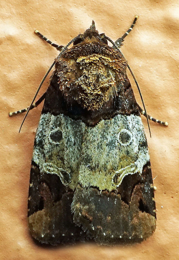 #552 Dapa, Valle Del Cauca, 2100m