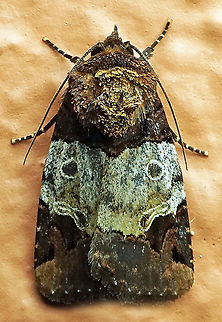 #552 Dapa, Valle Del Cauca, 2100m