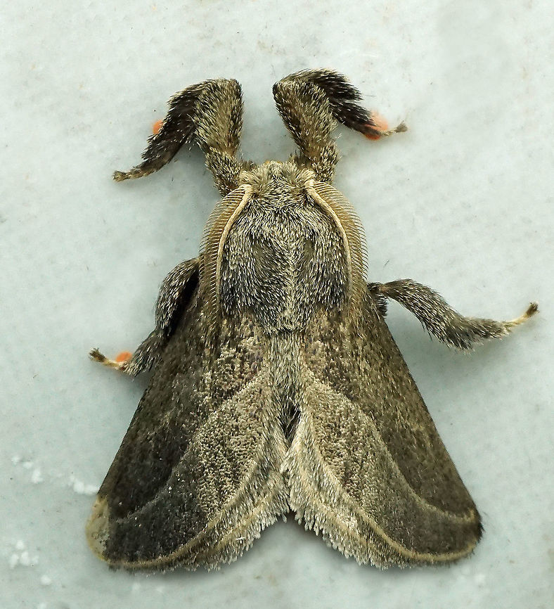 Perola sp. Dapa, Valle Del Cauca, 2100m