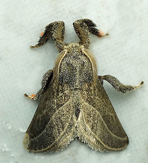 Perola sp. Dapa, Valle Del Cauca, 2100m