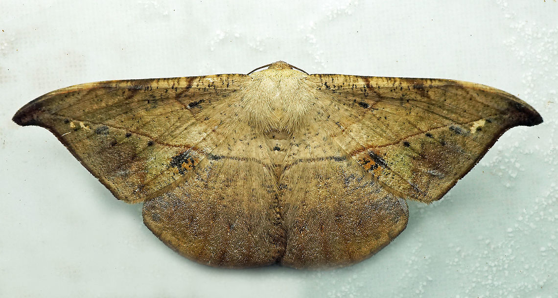 #554 Dapa, Valle Del Cauca, 2100m