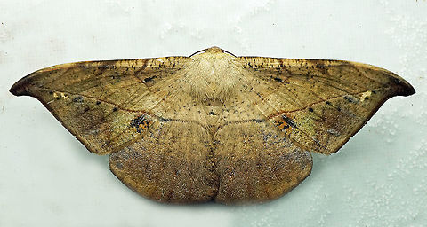 #554 Dapa, Valle Del Cauca, 2100m