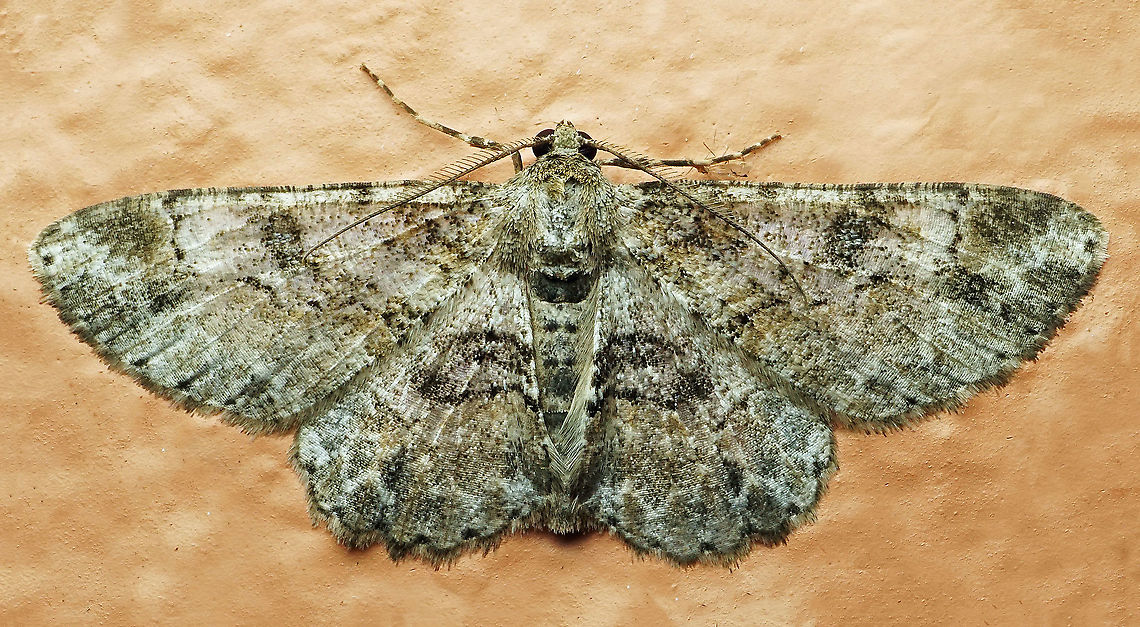 #555 Dapa, Valle Del Cauca, 2100m