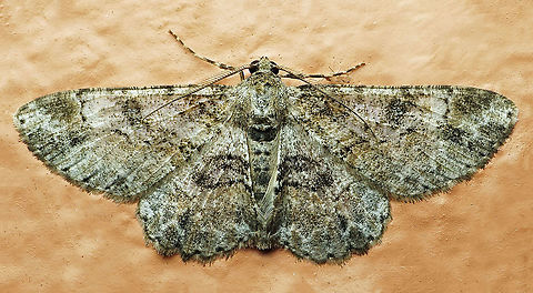 #555 Dapa, Valle Del Cauca, 2100m