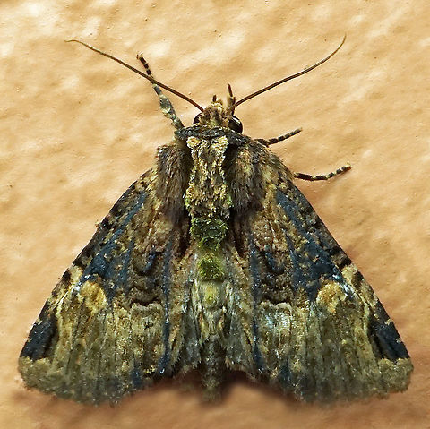 #556 Dapa, Valle Del Cauca, 2100m