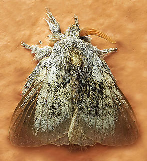 #557 Dapa, Valle Del Cauca, 2100m