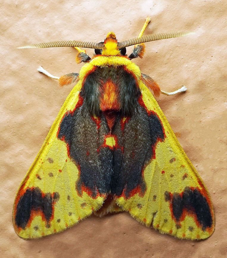 Symphlebia palmeri Dapa, Valle Del Cauca, 2100m Symphlebia palmeri