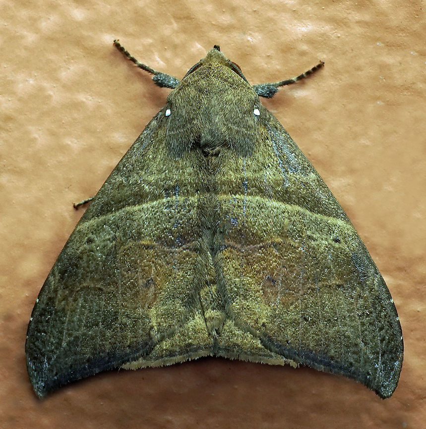 #559 Dapa, Valle Del Cauca, 2100m