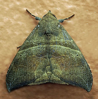 #559 Dapa, Valle Del Cauca, 2100m