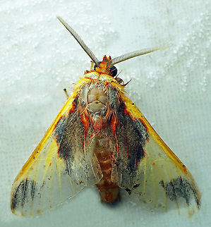 #560 Dapa, Valle Del Cauca, 2100m