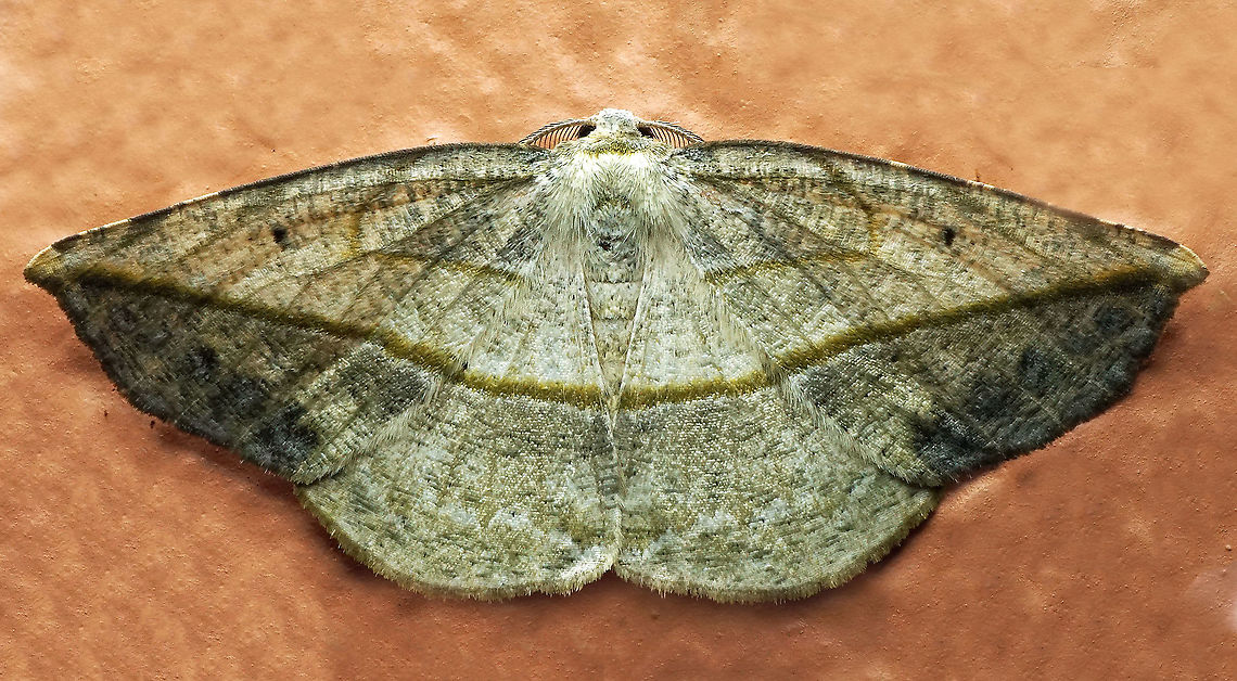 #561 Dapa, Valle Del Cauca, 2100m