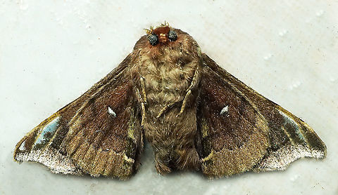 #562 Dapa, Valle Del Cauca, 2100m