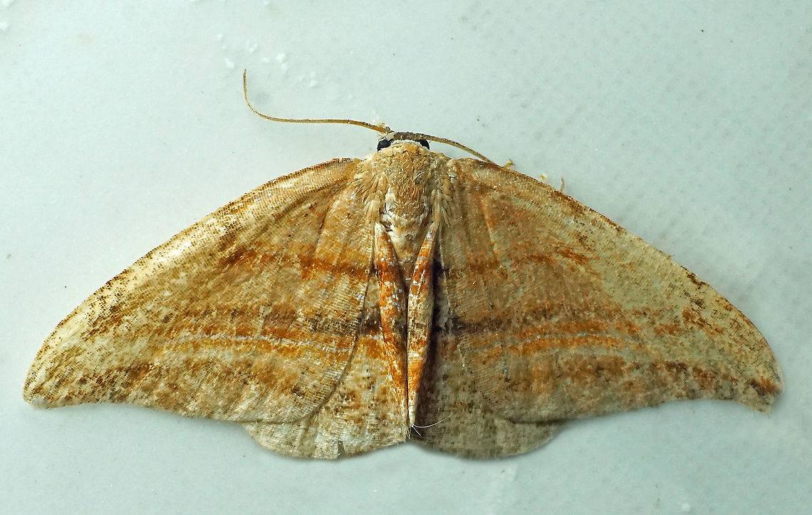 #563 Dapa, Valle Del Cauca, 2100m