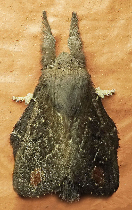 Euglyphis sp. Dapa, Valle Del Cauca,2100m