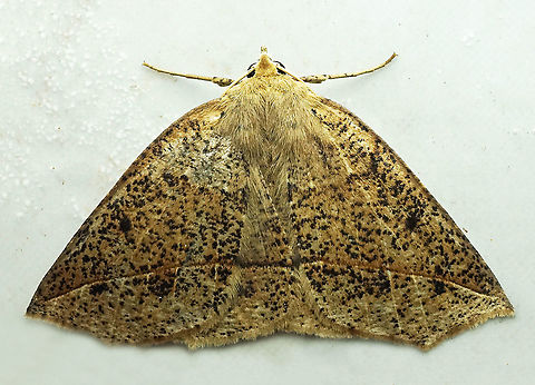 Tetracis sp. Dapa, Valle Del Cauca,2100m