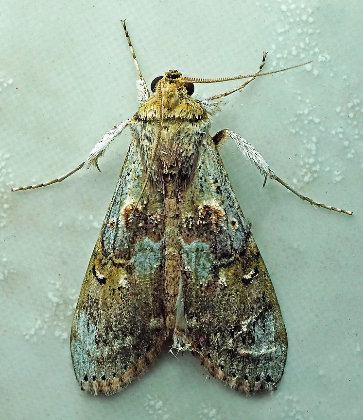 #556 Dapa, Valle Del Cauca,2100m