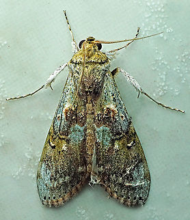 #556 Dapa, Valle Del Cauca,2100m