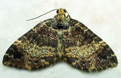 Spargania sp. Dapa, Valle Del Cauca,2100m