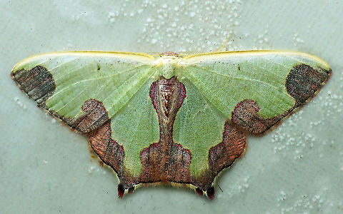 Oospila sp. Dapa, Valle Del Cauca,2100m