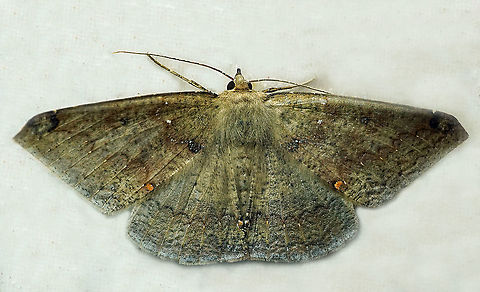 Herbita dognini Dapa, Valle Del Cauca,2100m Herbita dognini