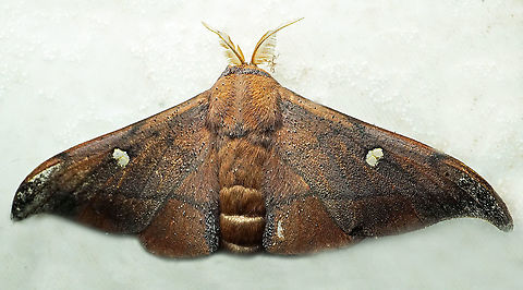Cicinnus sp. Dapa, Valle Del Cauca,2100m