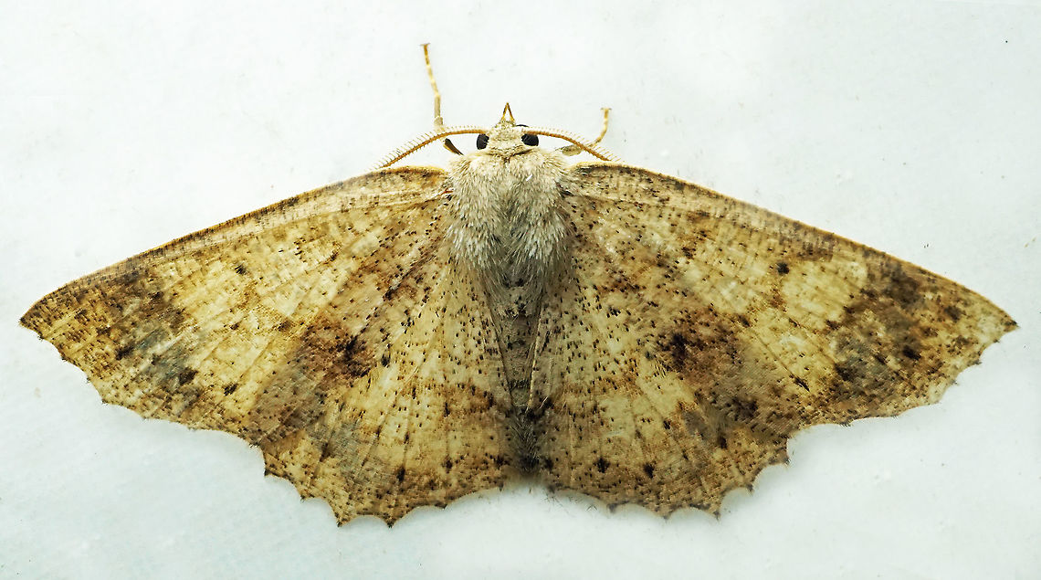 #571 Dapa, Valle Del Cauca,2100m