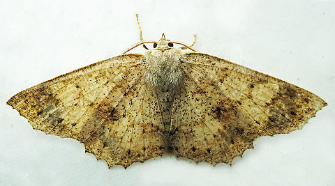 #571 Dapa, Valle Del Cauca,2100m