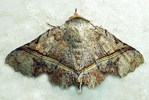 #572 Dapa, Valle Del Cauca,2100m