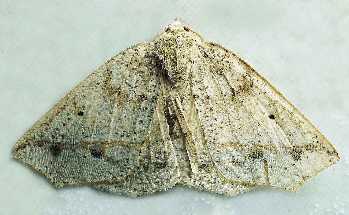 #573 Dapa, Valle Del Cauca,2100m