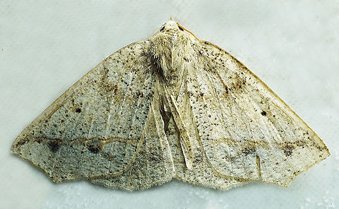 #573 Dapa, Valle Del Cauca,2100m