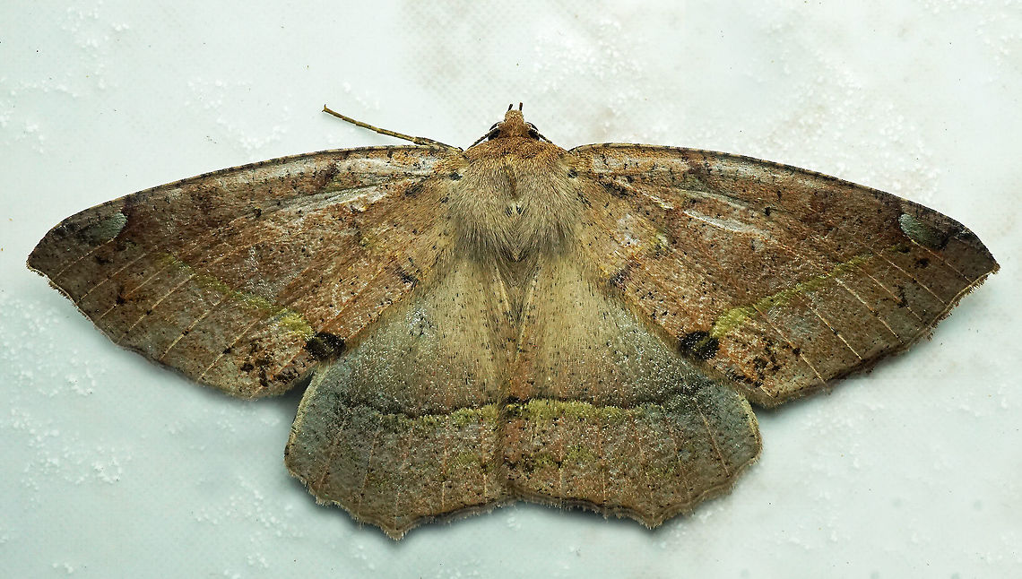 #574 Dapa, Valle Del Cauca,2100m