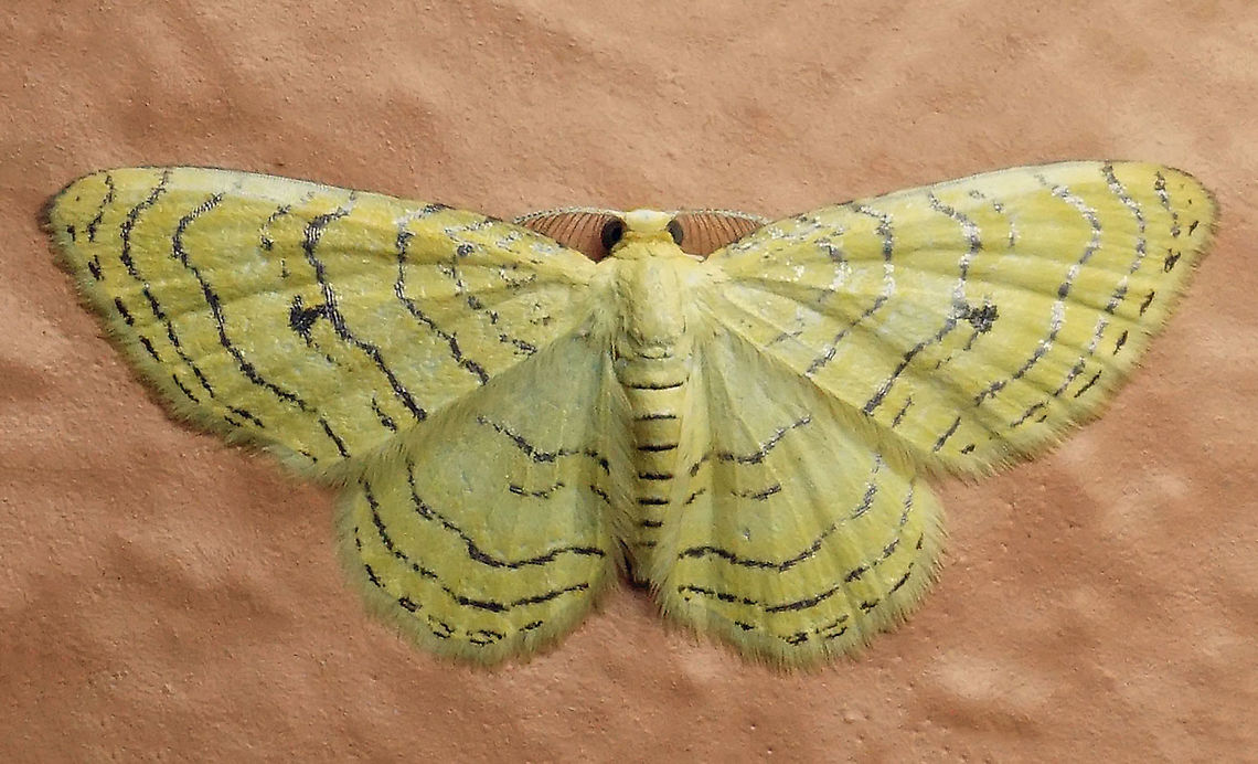 Eois lucivittata Dapa, Valle Del Cauca,2100m Eois lucivittata