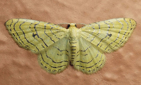 Eois lucivittata Dapa, Valle Del Cauca,2100m Eois lucivittata