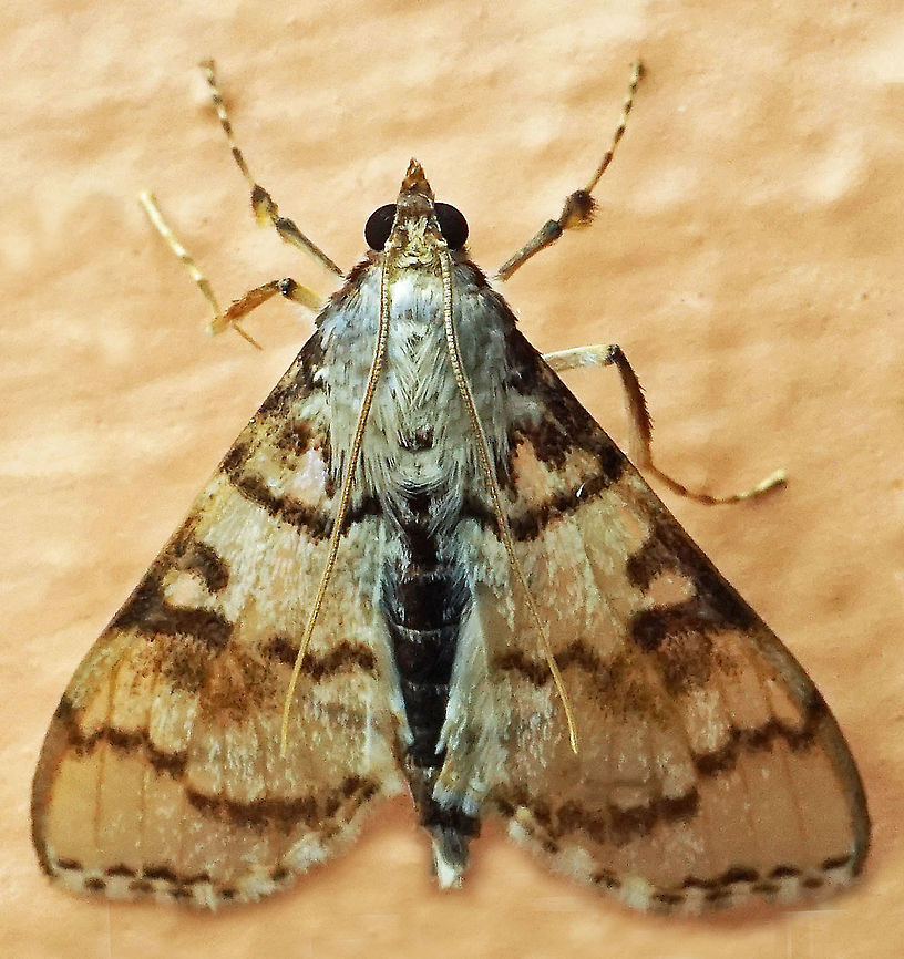 Azochis sp. Dapa, Valle Del Cauca,2100m